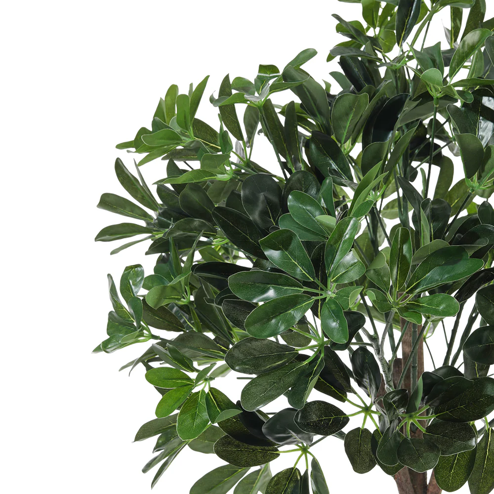 Breeins Schefflera Arboricola Tree in Pot for Decoration - Image 3