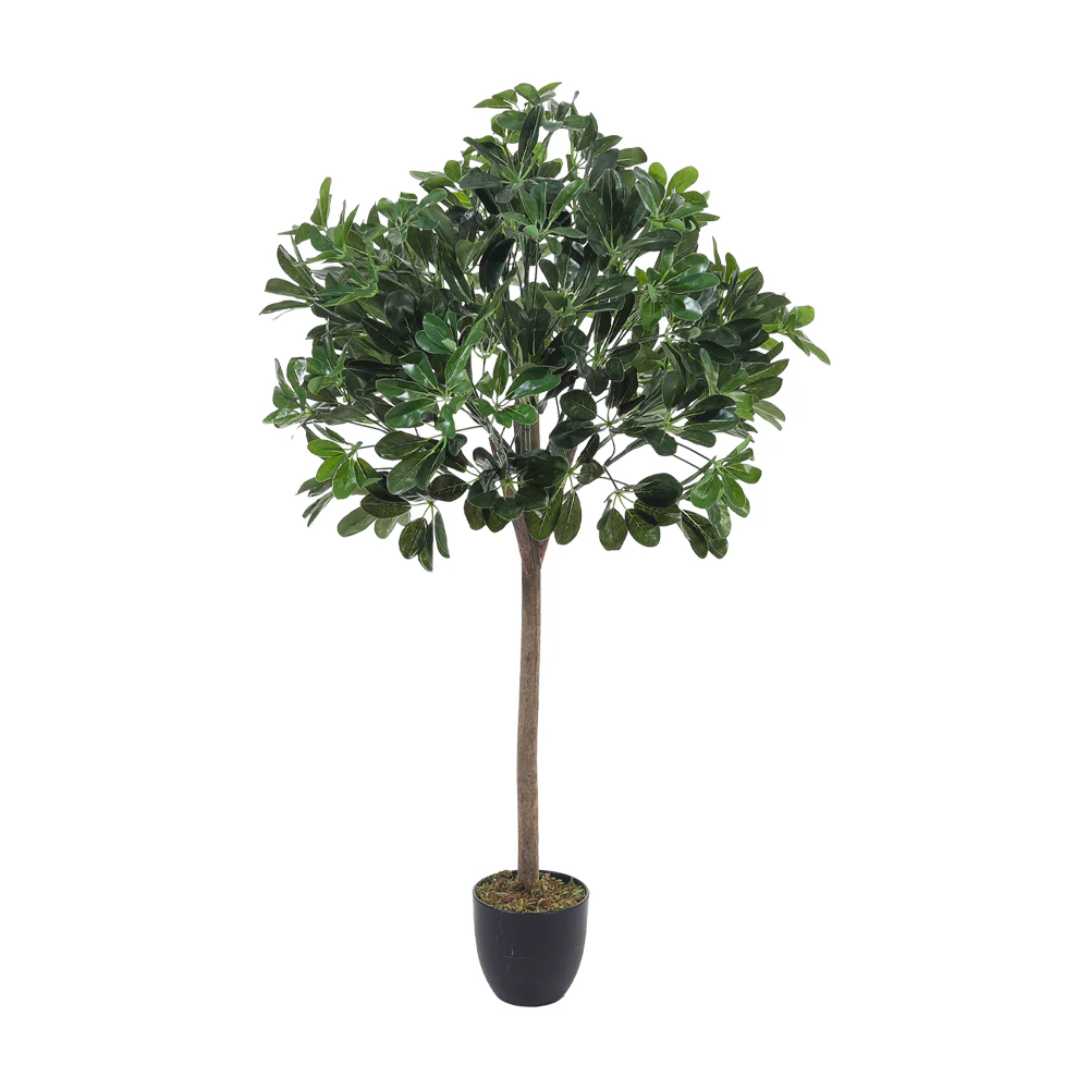 Breeins Schefflera Arboricola Tree in Pot for Decoration - Image 6