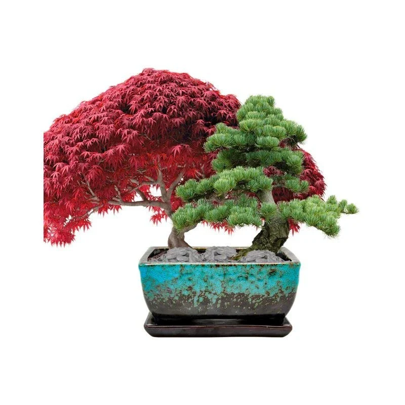 Grow Your Own Miniature Pine & Sweet Gum Bonsai Kit - Image 2