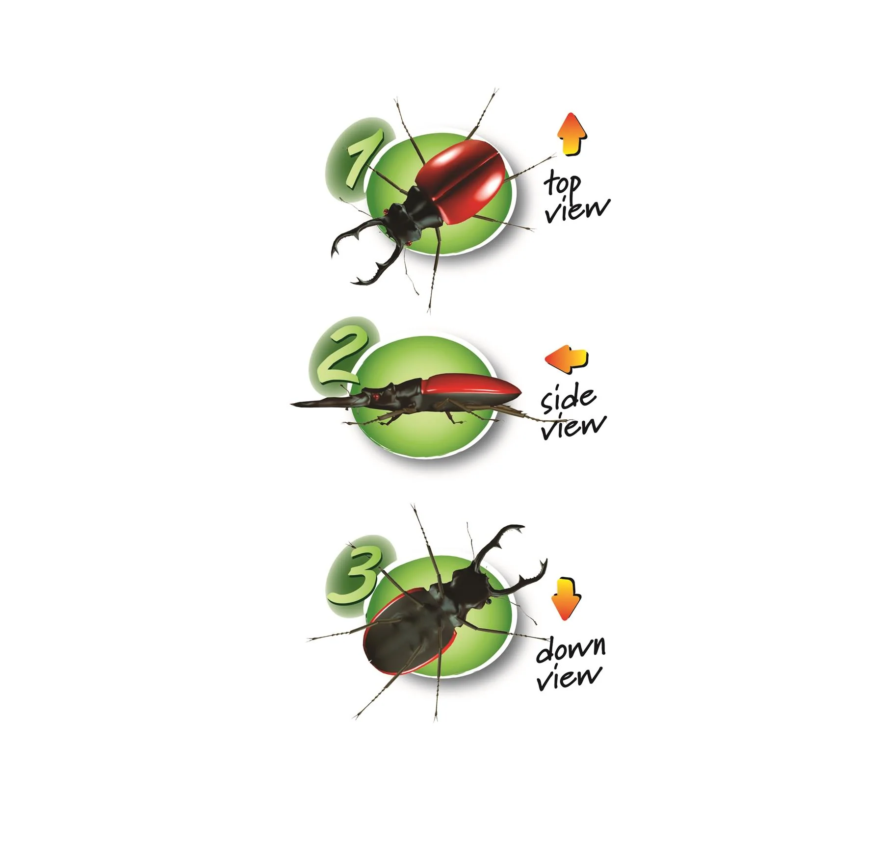Kit Discovery - Green Microscope - Image 4