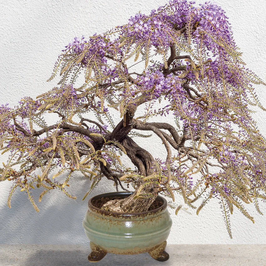 Sow Nurtured Wisteria Bonsai Grow Set - Image 2